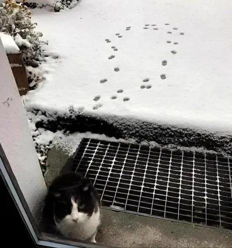 A photo of a cat at a open front door, looking up at us, with fresh snow outside. Footprints there suggest the cat has walked about a meter out, decided it's FAR too cold and immediately returned back the front door to be let back in again