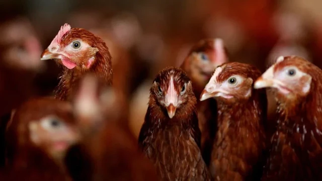 head shots of chickens crowded together in a production shed