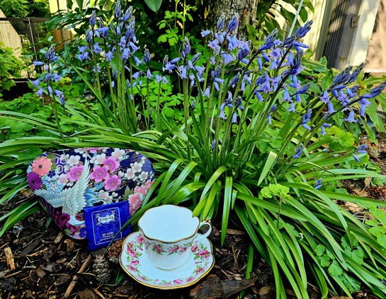 An outdoor tea tableau in a setting of blue Spanish Bluebells in full bloom, with a white cup and saucer ringed with a vibrant pattern of pink woodbine flowers. The tea cozy is a dark navy Asian print with pink and purple flowers and a white crane with wings spread. The tea is Kusmi Be Cool, an herbal tincture of mint, verbena, and licorice.