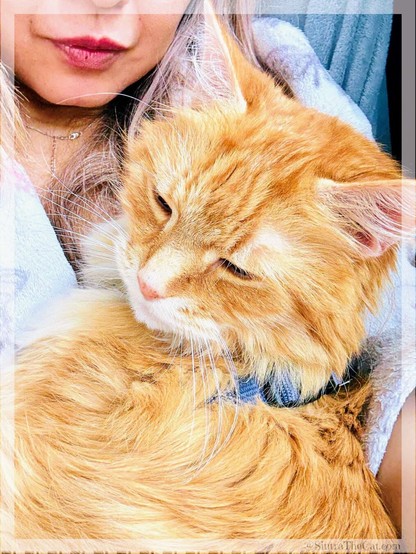 A ginger cat named Sintra the Cat is healing his momma