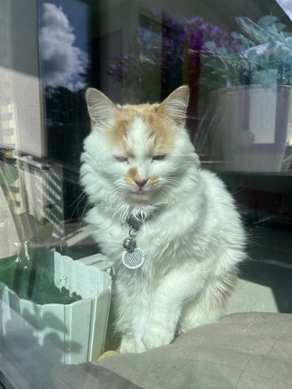 A fluffy, white cat with orange markings is sitting in a sunlit window, partially obscured by glass. The cat has its eyes partially closed and is wearing a collar with a circular pendant. In the background, there are potted plants.