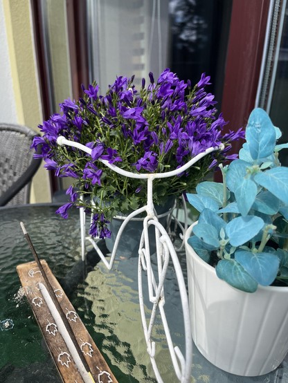 A decorative bicycle planter filled with vibrant purple flowers is positioned on a glass table. Next to it, there is a white pot with light blue foliage and an incense holder with a stick of incense on it. The background features a window with blinds.