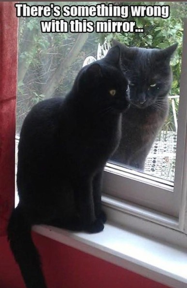 The image depicts a black cat sitting on a windowsill, looking at its reflection in the window. Outside the window, another black cat is visible, seemingly looking at the cat inside. The caption reads, "There's something wrong with this mirror..." The scene is set against a backdrop of greenery, and the window frame is white. The humor in the image comes from the caption's suggestion that the cat inside is seeing its reflection as another cat, implying a humorous misunderstanding about the nature of reflections.