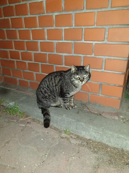 Photo of a gray tabby cat sitting near red Brock wall. The cat is looking at camara, with eyes refecting light and shinning yellow. Photo was taken after sunset so camera light was used.