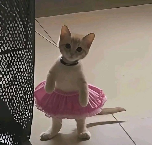 The image features a small kitten standing on its hind legs. The kitten is wearing a pink tutu around its waist, giving it a playful and adorable appearance. The background consists of a white wall and a black mesh curtain on the left side. The kitten appears curious and is looking directly at the camera. The overall atmosphere of the image is lighthearted and charming.