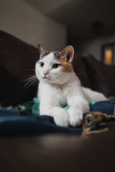 A white cat with orange and gray patches calmly lying on a couch, looking into the distance with a regal expressio