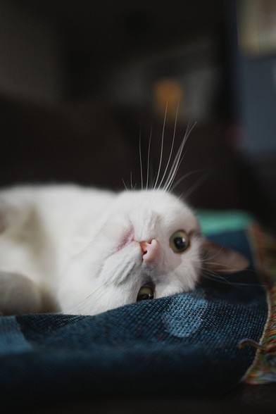 A close-up of a white cat lying sideways on a blanket, its green eyes soft and dreamy as it relaxes.