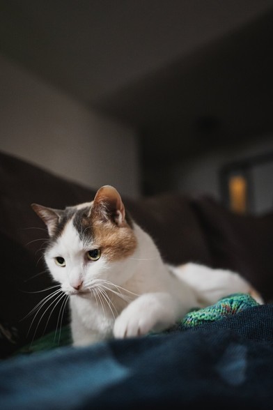 A white cat with patches of orange and gray focusing intently on something, resting on a dark couch with colorful blankets around