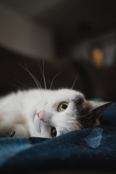 A white cat lying on a blanket, upside down with its head tilted, gazing playfully into the camera.