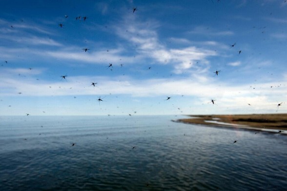 Swarms of mosquitoes near Wainwright, Alaska in 2011. Credit: Bonnie Jo Mount/The Washington Post via Getty Images