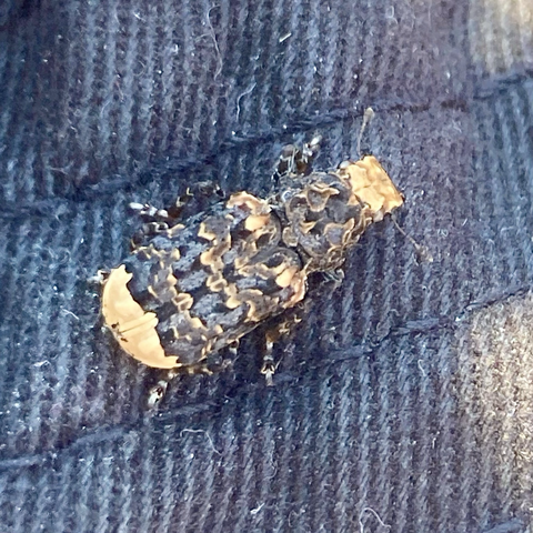 Close up shot of a weevil. It iis shaped like a computer dongle. It has a creamy yellow snout and back end. The majority of its body is a mosaic of blue-grey, slightly metallic looking with thin lines of yellow