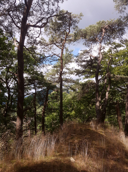 Ein Naturweg im Schatten von Bäumen, durch deren Blätterwerk Sonnentupfer auf den Weg finden. Die Bäume sind hoch und knorrig, der Weg scheint auf einer Anhöhe zu liegen. Am durch die Bäume und darüber zu sehenden Himmel etwas Blau, um dieses herum aber sowohl helle als auch dunkle Wolken.
