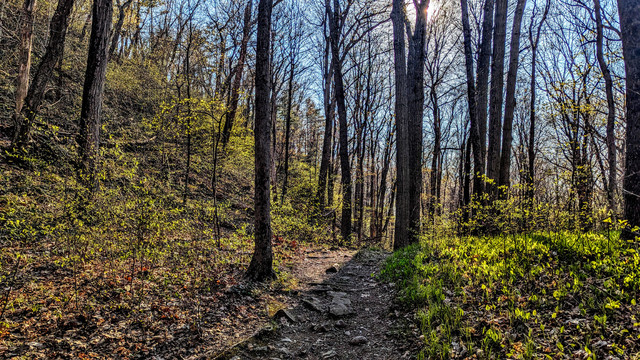 Walking a footpath along a wooded mountainside. The mountain slopes steeply upward to our left but flattens out quite a bit over the stretch the trail runs across. The ground is rather rocky. Other than a sprinkling of evergreens, most  of the trees lack foliage but their branches are covered in spring buds. Below the trees, shrubs are sprouting bright emerald leaves. On the forest floor, dozens of leafy shoots and stalks of new grass are springing from the brown remnants of last autumn's leaves, also sporting the bright greens of early springtime. Above us, the evening sun is shining through the branches straight ahead, providing a backlit glow to all the greenery.