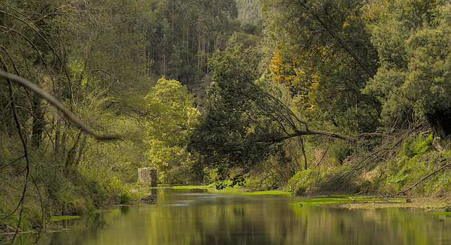A wooded view down the middle of a small calm rather green river - yellow green trees and vegetation lean over the river and trees line the steep banks.