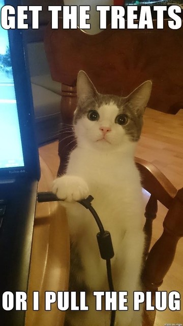 The image features a cat sitting on a wooden desk. The cat has a white body with gray patches on its head and back. It is holding a black USB cable in its paws, looking directly at the camera with an intense expression. The background includes a computer monitor and part of a wooden chair. The image has a caption at the top that reads "GET THE TREATS" and at the bottom "OR I PULL THE PLUG," suggesting a humorous threat from the cat to either receive treats or the owner will face consequences.