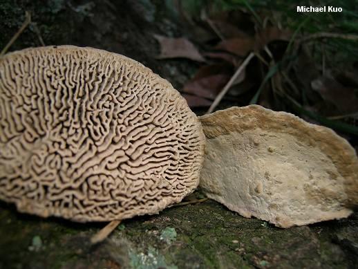 Daedalea quercina mushroom image.