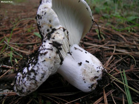 Russula brevipes mushroom image.