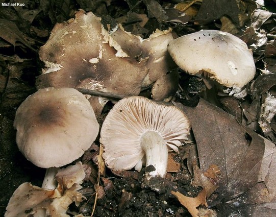 Dermoloma cuneifolium mushroom image.