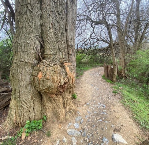 A tan, dirt trail running through woods and grass.  Light-colored (blue-white-gray) rocks are embedded in the trail at multiple points.  In the forefront of the picture and to the left of the trail is a very thick tree trunk, somewhat gnarled and knotted.  Grass and shrubbery can be seen on both sides of the trail along with some leafless trees with a great number of branches going in all directions.  The pale blue sky can be seen in the distance.