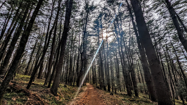 Early evening beneath a soft blue sky. The ground slopes gently from our left to right. Walking a footpath through a stately forest of white pines with a few tall hardwoods mixed in, leafless at this early stage of spring. On the forest floor, ground-hugging green ferns and leafy shoots are beginning to cover the dark reddish brown ground. To our right, about a dozen young pines are growing. Straight ahead, the sun is shining down towards us through the branches.