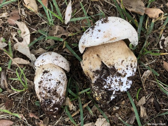 Boletus barrowsii mushroom image.