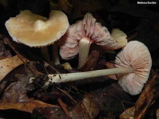 Entoloma strictius mushroom image.