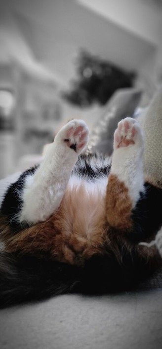 Cat paws 🐾