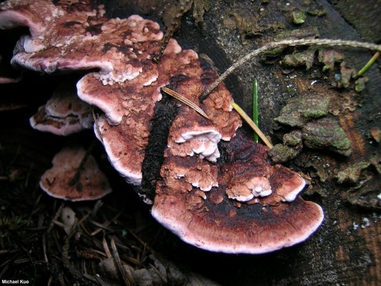 Rhodofomes cajanderi mushroom image.