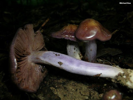 Cortinarius collinitus mushroom image.