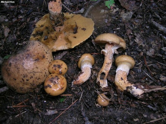 Suillus salmonicolor mushroom image.