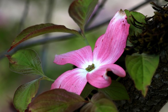 Dogwood Blossom - Did you know that this isn't an actual flower,
but instead a modified leaf. The actual flower is the green portion at the very center, they are yellow when they bloom
