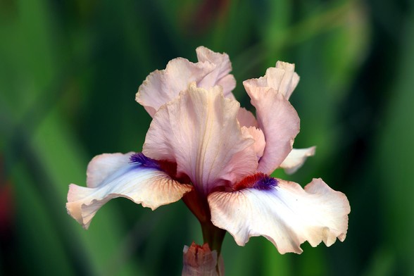 Bearded Iris