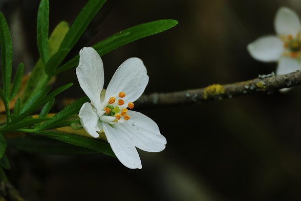 Mexican Orange Blossom - It generally blooms from April till June
