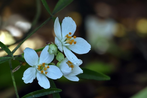 Mexican Orange Blossom - It generally blooms from April till June