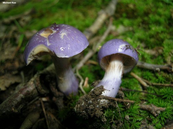 Cortinarius iodeoides mushroom image.
