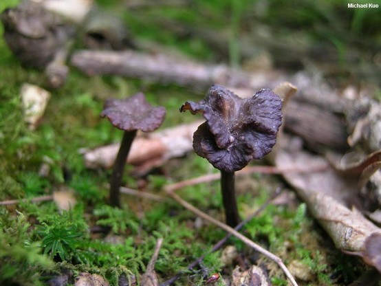 Craterellus calyculus mushroom image.