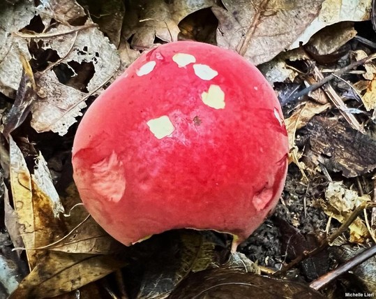 Boletus roodyi mushroom image.