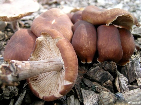 Gymnopus luxurians mushroom image.