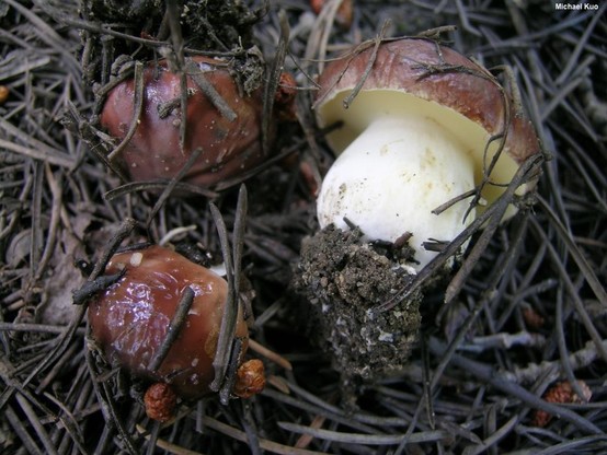 Suillus brevipes mushroom image.