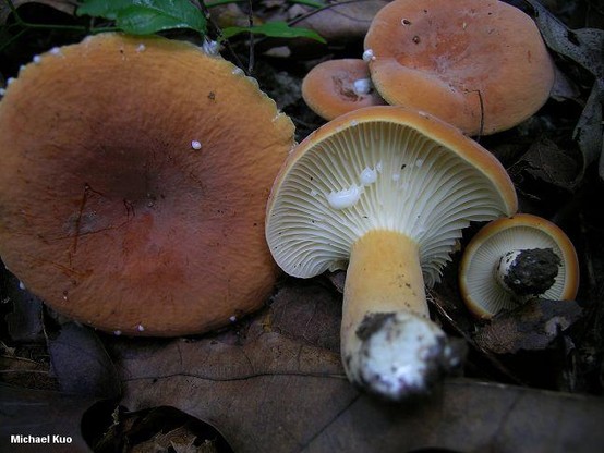 Lactarius hygrophoroides mushroom image.