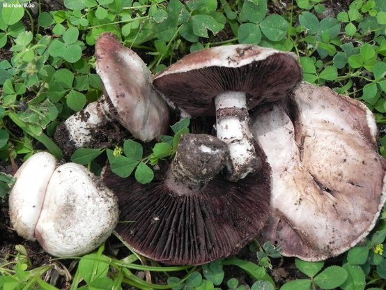Agaricus bitorquis mushroom image.