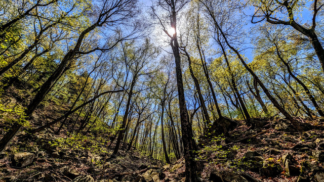 A deep blue sky with a few diaphanous swirls of haze. Climbing a narrow ravine with walls that slope upward at about a 45-degree angle to our right and left. A forest of mature hardwoods towers above us. The midday sun is directly ahead, shining through the treetops, silhouetting the tree trunks and limbs while backlighting the bright buds and small emerald green emerging leaves. The floor of the ravine is a jumble of gray rocks and boulders, fallen branches and last autumn's brown fallen leaves. Like the tree branches above them, bright green ferns and leafy shoots on the forest floor are clad in the bright greens of the new growing season.