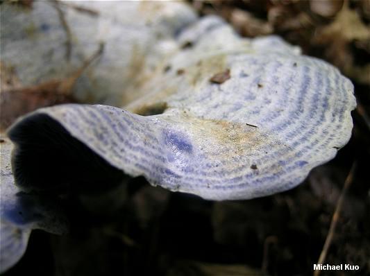 Lactarius indigo mushroom image.