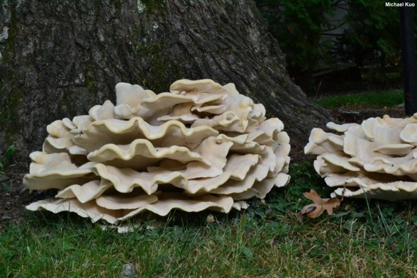 Bondarzewia berkeleyi mushroom image.