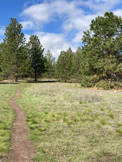 A narrow trail crosses a grassy meadow and disappears into evergreen forest, the trees widely spaced, but becoming more dense in the distance. The vividly blue sky is partly cloudy.