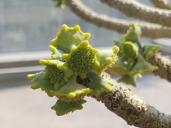 #Dorstenia gigas @ #Copenhagen #BotanicalGardens 

#pseudanthia #pseudoflowers forming, closeup