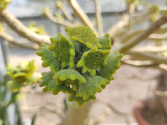 #Dorstenia gigas @ #Copenhagen #BotanicalGardens 

#pseudanthia #pseudoflowers forming, closeup
