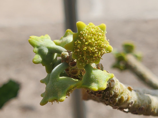 #Dorstenia gigas @ #Copenhagen #BotanicalGardens 

#pseudanthia #pseudoflowers forming, closeup