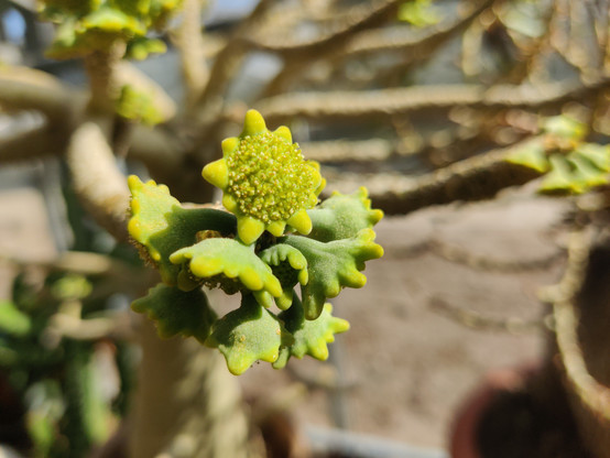 #Dorstenia gigas @ #Copenhagen #BotanicalGardens 

#pseudanthia #pseudoflowers forming, closeup