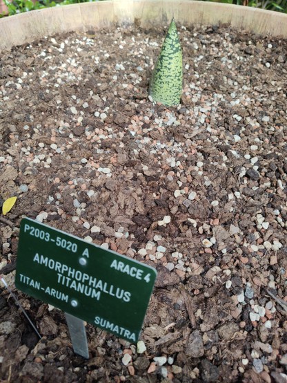 #Amorphophallus titanum ,
the #CorpseFlower ,
awakes for a new cycle.